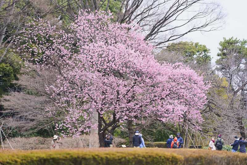 Tokyo Castle & Imperial PalaceーShogun Walking Tour - Edo Castle’s defenses still shape the walk