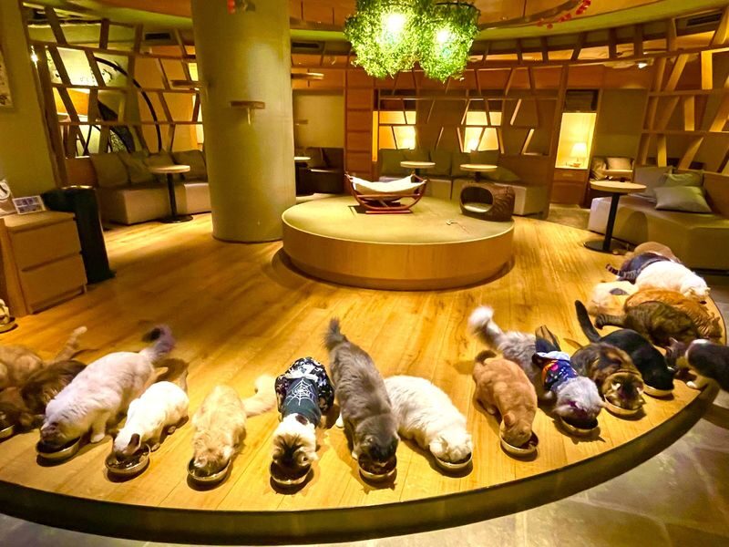 Tokyo Cat Cafe & Gotokuji Temple Half-Day Tour - From Shinjuku’s 3D cat to Gotokuji’s lucky cats