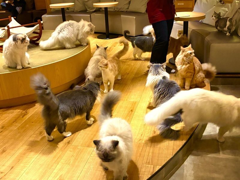 Tokyo Cat Cafe & Gotokuji Temple Half-Day Tour - Gotokuji Temple and the story of the beckoning cat