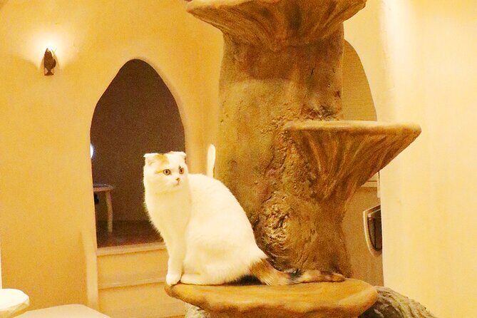 Tokyo Cat Cafe in Kichijoji - Castle Themed - Key Points