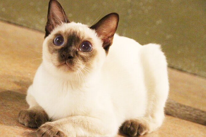 Tokyo Cat Café in Kichijoji - Forest Themed - Key Points