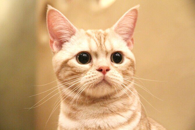 Tokyo Cat Café in Kichijoji - Forest Themed - What Travelers Are Saying