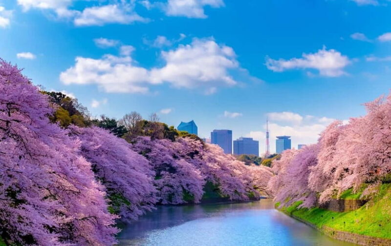 Tokyo Cherry Blossom Express Tour with Boat Ride - Key Points