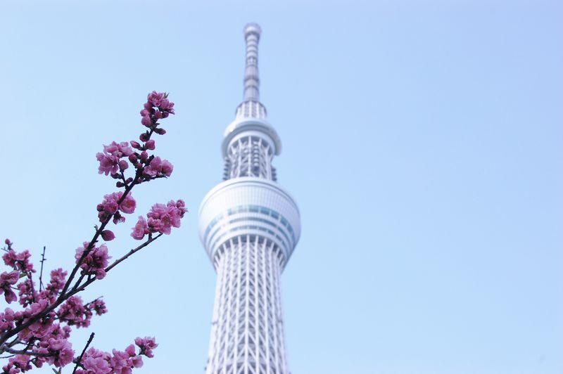 Tokyo City, Meiji Shrine & Skytree Bus Tour with Cruise - At a glance