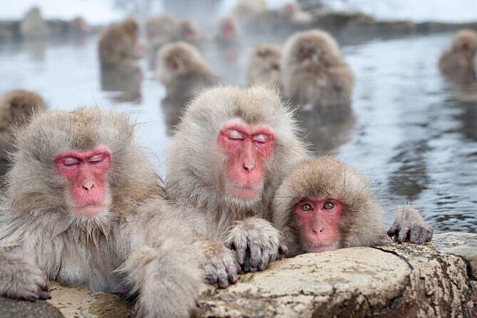 Tokyo Day Trip to Snow Monkeys and Zenkoji - Key Points