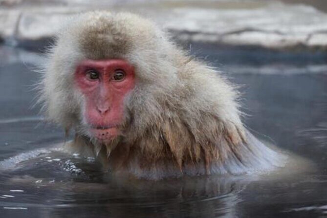 Tokyo Day Trip to Snow Monkeys and Zenkoji - Who Will Enjoy This Tour?