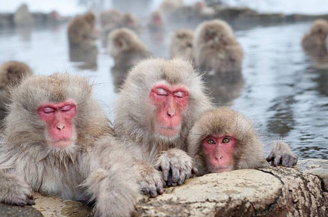 Tokyo Day Trip to Snow Monkeys and Zenkoji - In The Sum Up