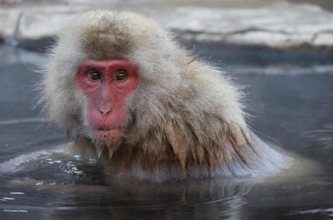Tokyo Day Trip to Snow Monkeys and Zenkoji - FAQ