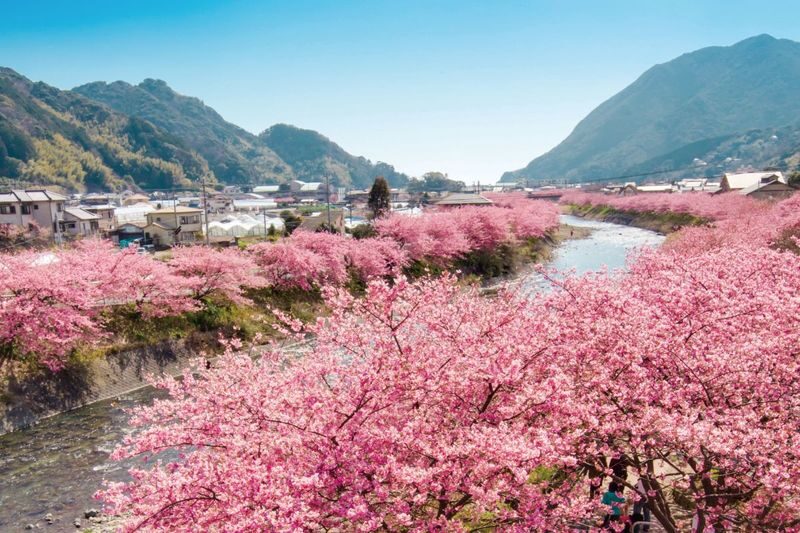 Tokyo Departure: Izu/Atami Customized Private Car Day Tour - Who will get the most from this trip