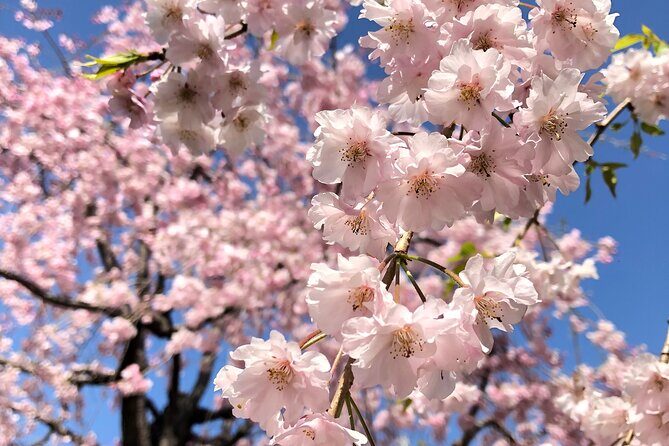 Tokyo Essentials Iconic Neighborhoods and Local Secrets - FAQs