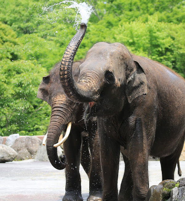 Tokyo Full-Day Small Group Fuji Safari Park & Izu Fruit Park Adventure with Lake Ashi Shrine - Who should book this outing