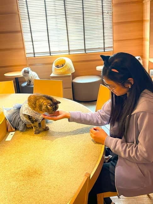 Tokyo: Gotokuji Cat Temple, Shinjuku Cat Cafe & 3D Cat Tour - Tokyo: Gotokuji Cat Temple, Shinjuku Cat Cafe & 3D Cat Tour — A Purr-fect Day for Cat Enthusiasts