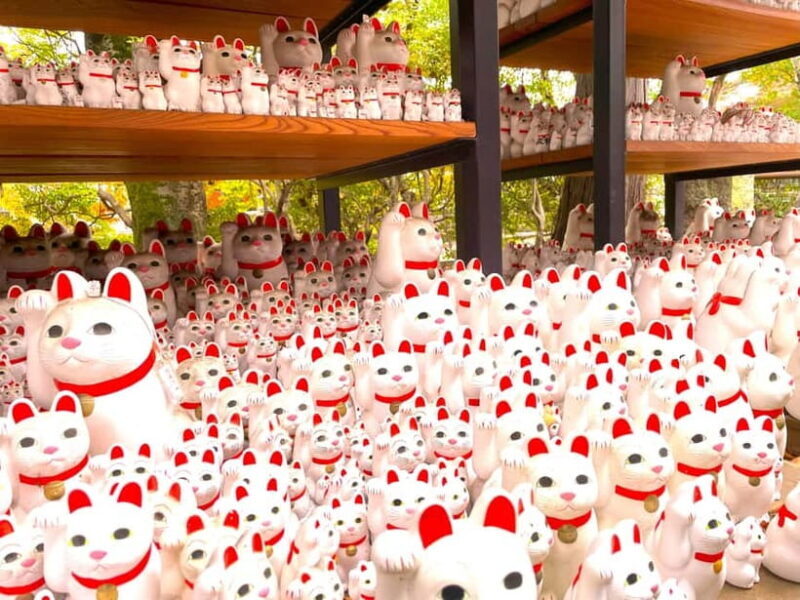 Tokyo: Gotokuji Lucky Cat Temple & Harajuku Shibuya Cat Café - The Sum Up: Who Will Love This Cat Tour in Tokyo?
