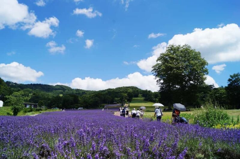 Tokyo: Gunma Scenic Day Trip with Fruit Picking, Crab Lunch - Key takeaways