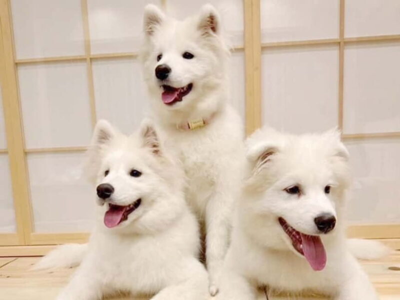 Tokyo Harajuku30-Minute Samoyed Interaction Experience - A Detailed Look at the Tokyo Harajuku Samoyed Experience
