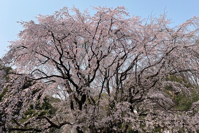 Tokyo Historian and Photographer Private Tour - Tokyo Historian and Photographer Private Tour — A Deep Dive into Japan’s Capital