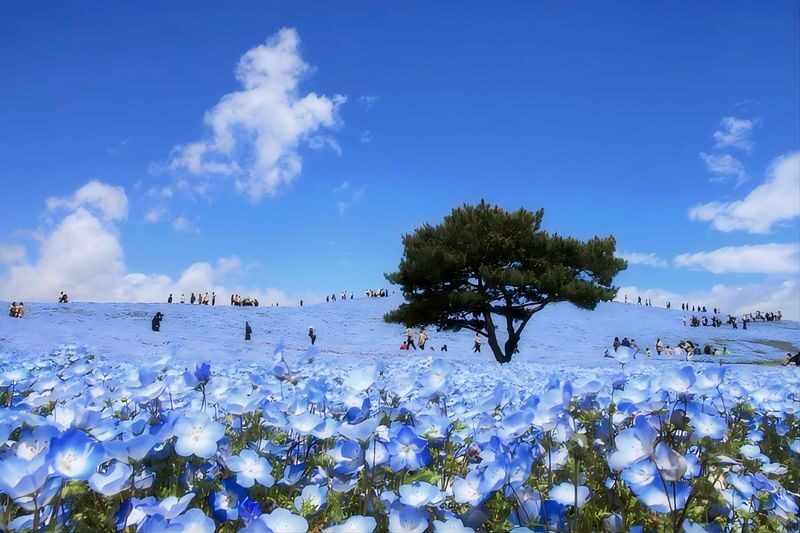 Tokyo Hitachi Seaside & Ashikaga Flower Park with Nemophila & Wisteria - Key points to know before you go