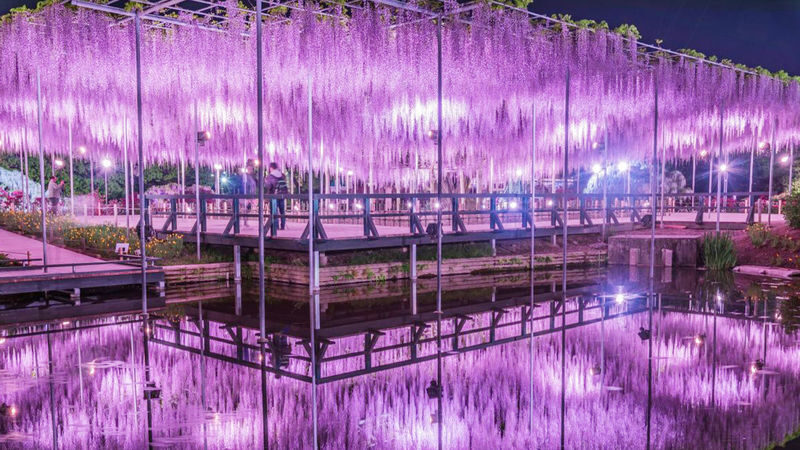 Tokyo Hitachi Seaside & Ashikaga Flower Park with Nemophila & Wisteria - Ashikaga Flower Park and the wisteria display