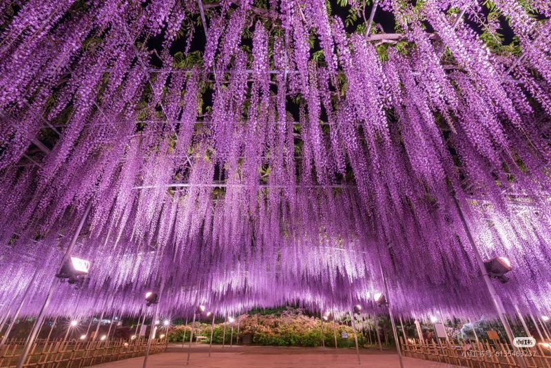 Tokyo Hitachi Seaside & Ashikaga Flower Park with Nemophila & Wisteria - Is $74.49 good value?