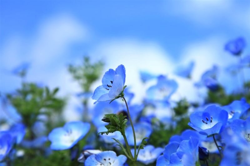 Tokyo Hitachi Seaside & Ashikaga Flower Park with Nemophila & Wisteria - What to check before choosing a date