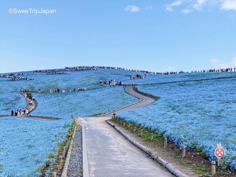 Tokyo Hitachi Seaside & Ashikaga Flower Park with Nemophila & Wisteria - Who should book this flower tour?