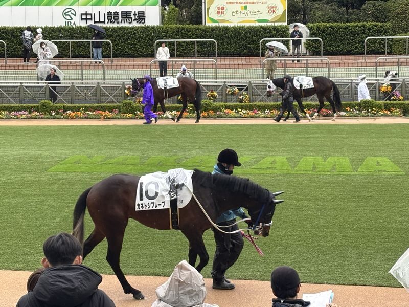 Tokyo Horse Racing Experience with Local Fan - What the $66.35 starting price buys