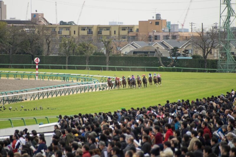 Tokyo: Horse Racing Tour with Local Fan - Who This Tour Is Best For
