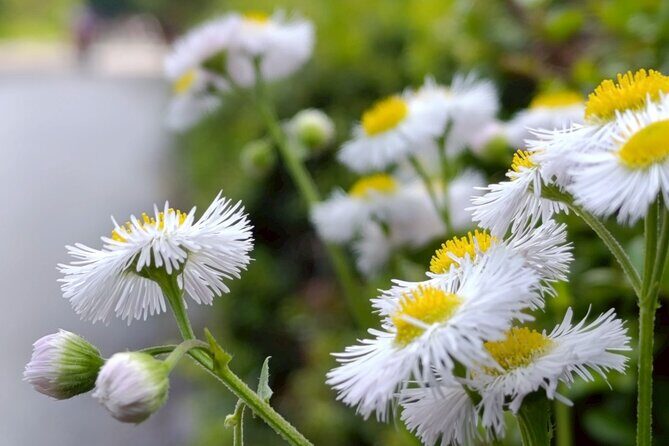 Tokyo: Imperial Palace and Shogun Historical Walking Tour - What to Expect During the Tour