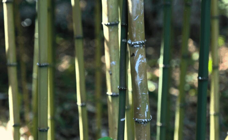 Tokyo: Imperial Palace Japanese History Walking Tour - FAQs