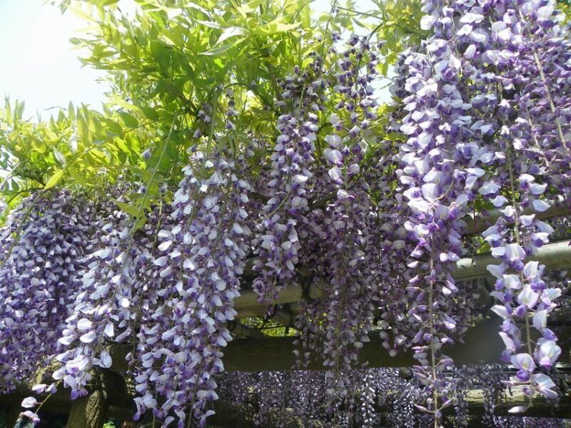 Tokyo: Japanese Garden Walking Tour with Tea and Sweets - An In-Depth Look at the Tokyo Japanese Garden Walking Tour