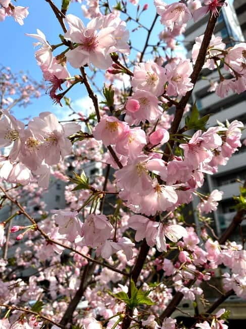 Tokyo: Local Foodie Adventure near Roppongi - Discover Tokyo’s Secret Neighborhood: Azabujuban Foodie Tour