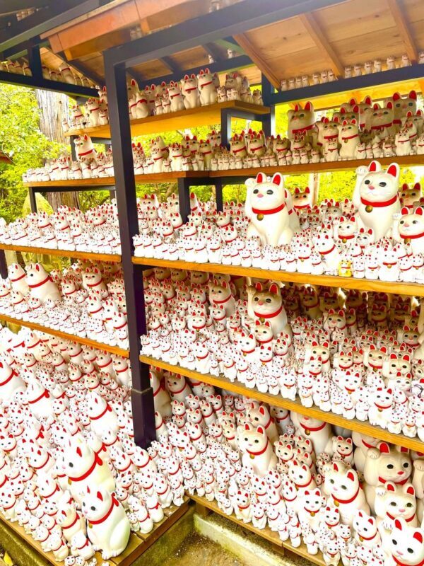 Tokyo Lucky Cat Temple & Harajuku Cat Cafe Half-Day Tour - The Train Ride Is Part of the Tour