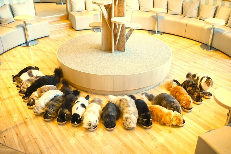 Tokyo Lucky Cat Temple & Harajuku Cat Cafe Half-Day Tour - What the Price Buys You