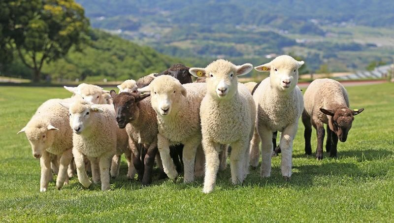 Tokyo Mother Farm & Mitsui OUTLET PARK Private Day Tour - From Tokyo to Chiba, without the train puzzle