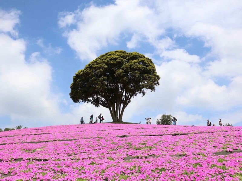 Tokyo Mother Farm & Mitsui OUTLET PARK Private Day Tour - Mother Farm: animals, cheese, and seasonal color