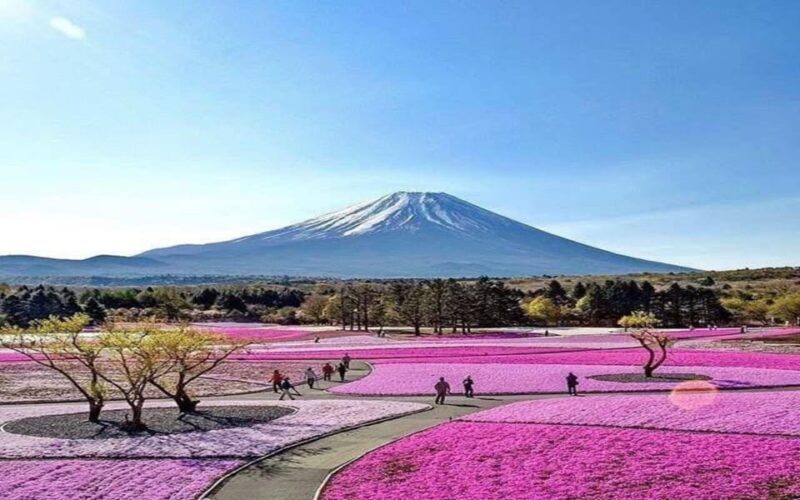 Tokyo: Mount Fuji and Hakone Private Sightseeing Day Tour - Key Points