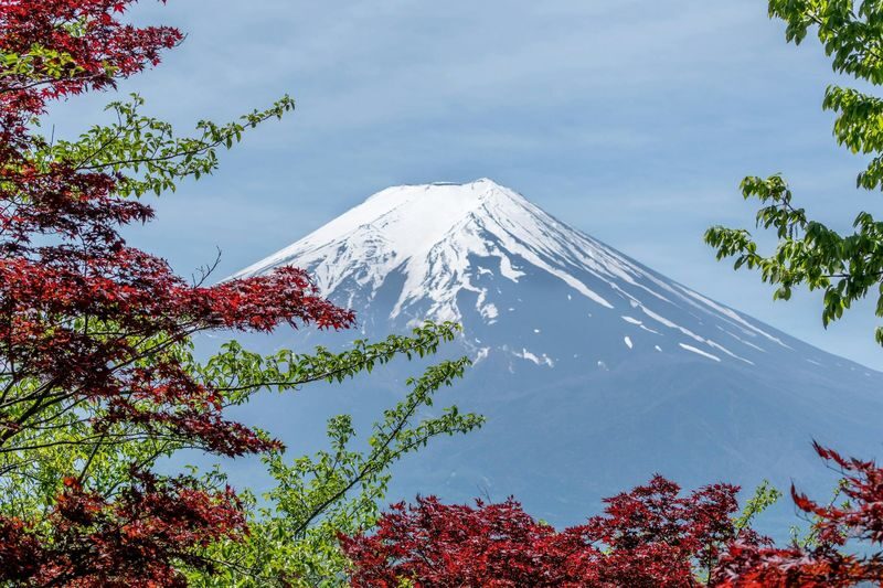 Tokyo Mount Fuji Day Trip: Fruit Picking and Sightseeing Train - A flower-lined stop at Oishi Park