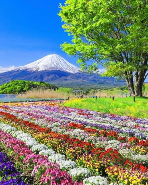 Tokyo: Mount Fuji Day Trip with Scenic & Local Stops - Who Will Love This Tour?