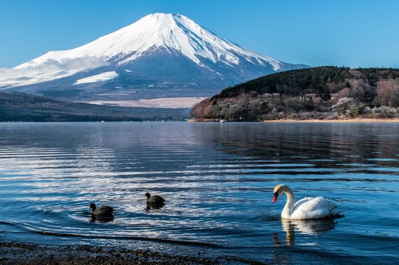 Tokyo Mount Fuji & Hakone Shrine Full-Day Private Tour - What the driver can add to the day