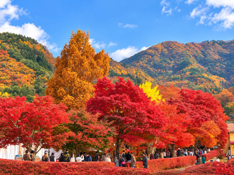 Tokyo Mount Fuji & Lake Kawaguchiko Day Trip (Including Live Sumo Performance) - Who should book this Fuji and sumo outing?