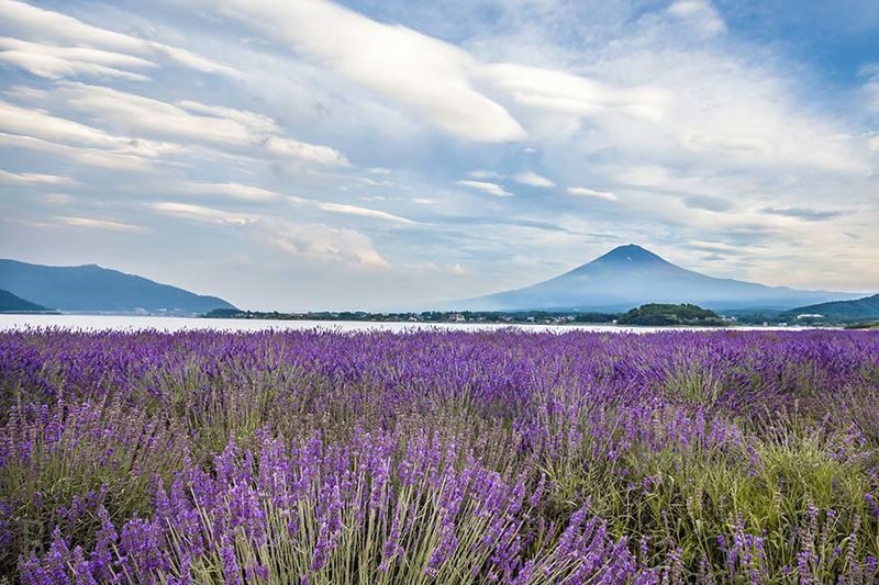 Tokyo Mount Fuji & Lake Kawaguchiko Full-Day Tour with Private Car - Is $309.05 good value?