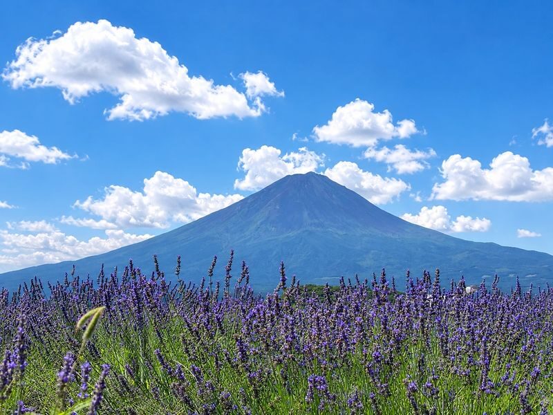 Tokyo Mount Fuji, Lake Kawaguchiko, Oshino Hakkai Day Tour - Who should book this Mount Fuji day tour?