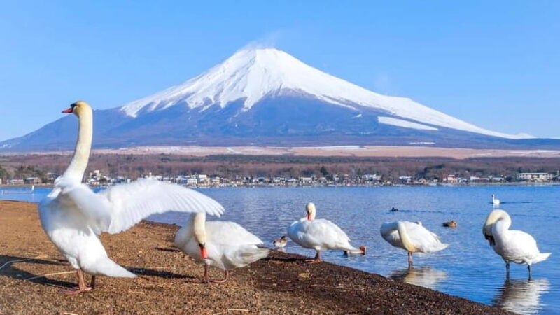 Tokyo: Mount Fuji Views and KABA Amphibious Bus Day Tour - FAQ