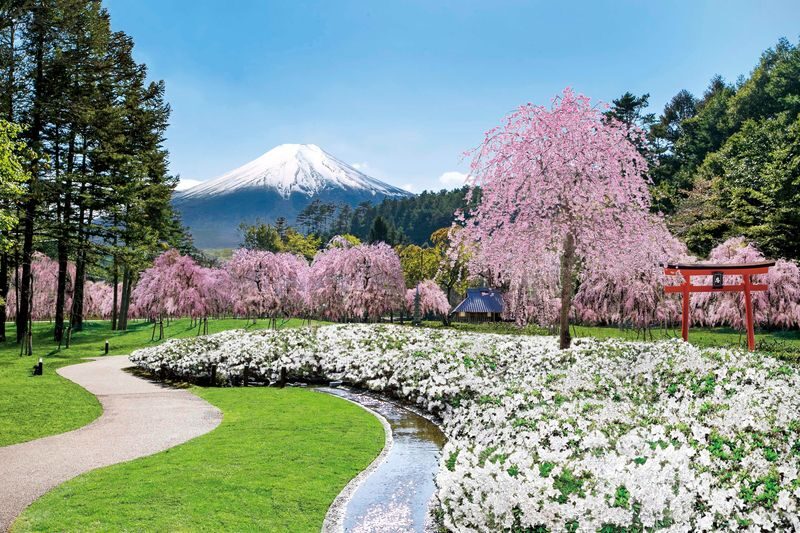 Tokyo Mt Fuji 5th St & Hakone Cruise Bus Tour w/Bullet Train return option - At a glance