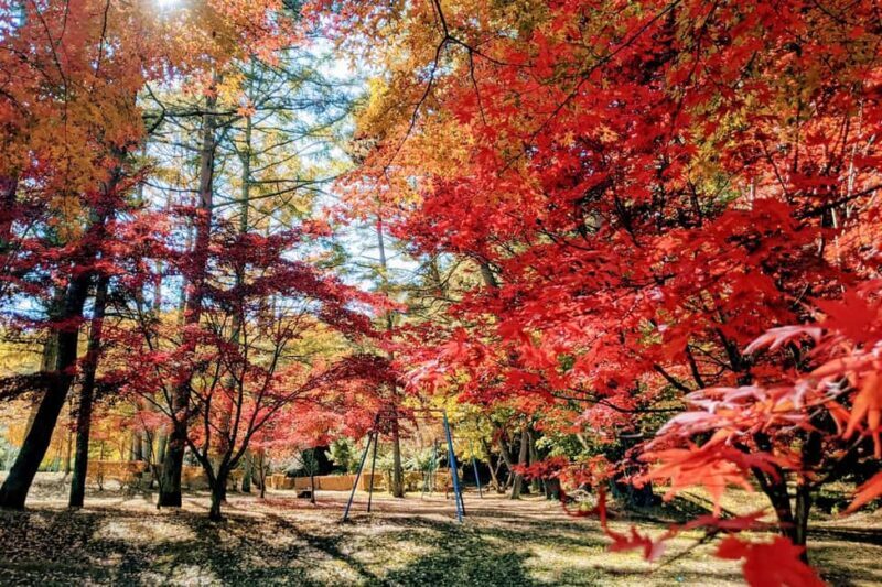 Tokyo: Mt. Fuji 5th Sta. & Autumn Festival Tour with lunch - Who Should Consider This Tour?