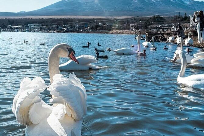 Tokyo Mt Fuji and Hakone Private Tour with English Driver - Final Thoughts