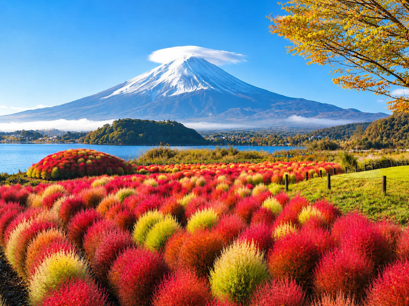Tokyo: Mt. Fuji, Arakurayama Sengen Park, Oishi Park, Oshino Hakkai - Choosing lunch and using the Tokyo bus benefit