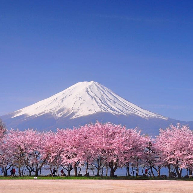 Tokyo: Mt. Fuji & Hakone Cherry Blossoms Private Day Tour - The Sum Up