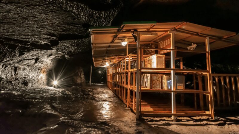 Tokyo: Mt. Fuji Hidden Gems and Aokigahara Forest Tour - The Value of This Experience