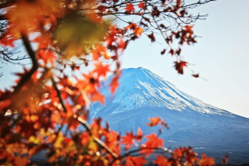 Tokyo: Mt. Fuji Hidden Gems and Aokigahara Forest Tour - Who Will Enjoy This Tour?